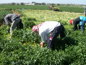 Palestinian farmers in Gaza, 2009